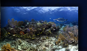 Snapper Reef off Key Largo.