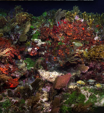 Molassas Reef, Shot 1987. Part of a 15,000 image virtual reef.